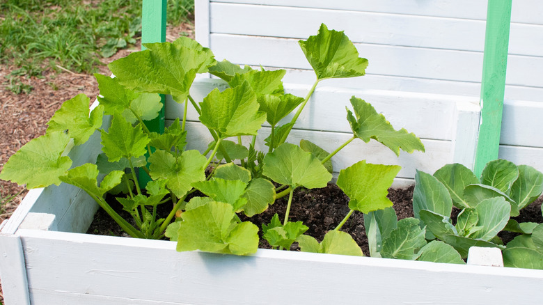 White raised garden bed growing fall and winter vegetables..