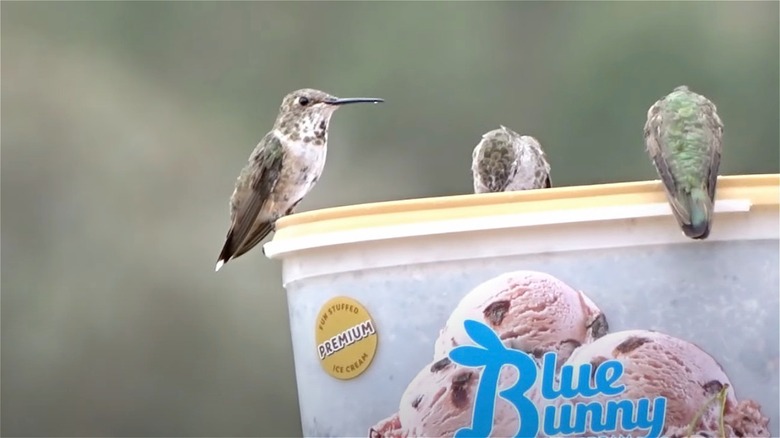 Hummingbird on ice cream pint
