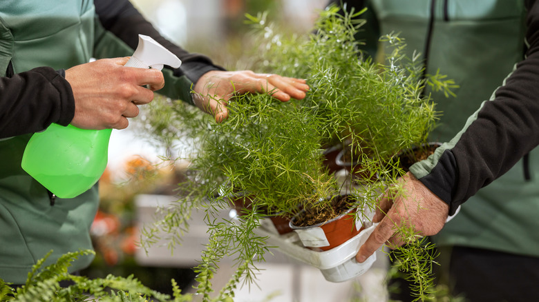 Spraying Boston Fern