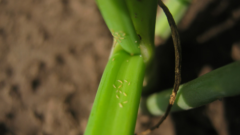 onion thrips