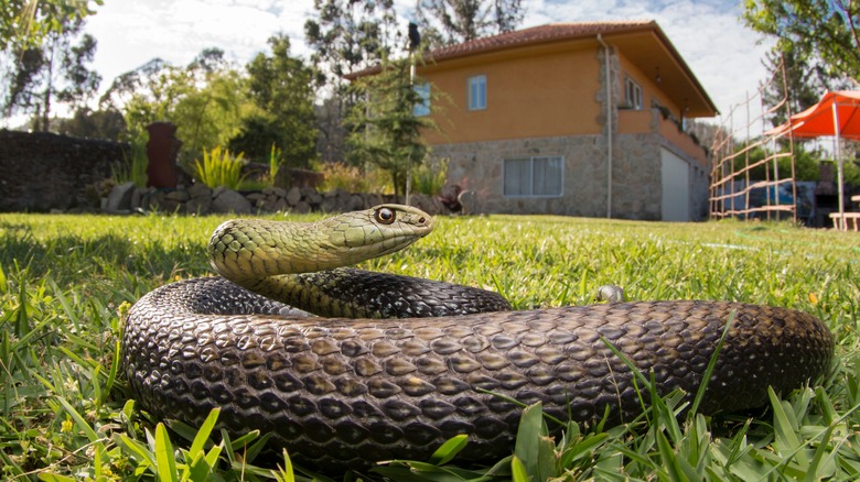 A snake in a backyard