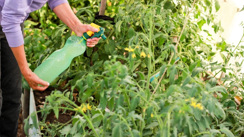 woman spraying tomato plants