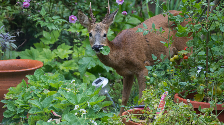 deer eating plants in garden