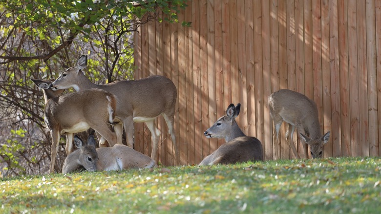 deer outside a privacy fence