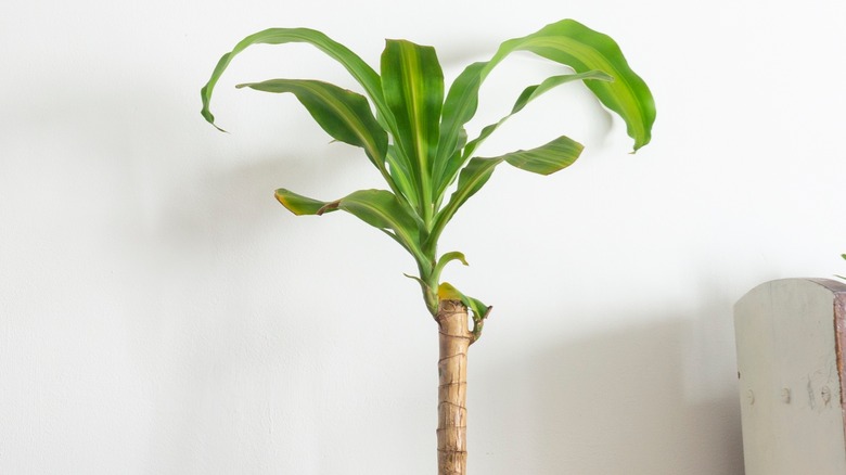 corn plant against wall