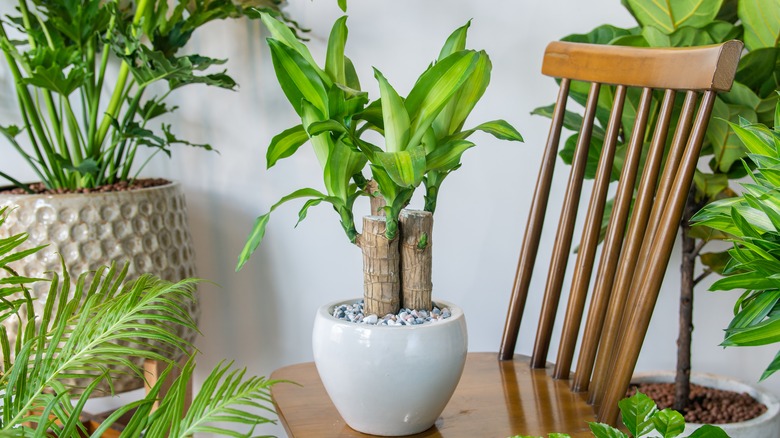 corn plant on a chair