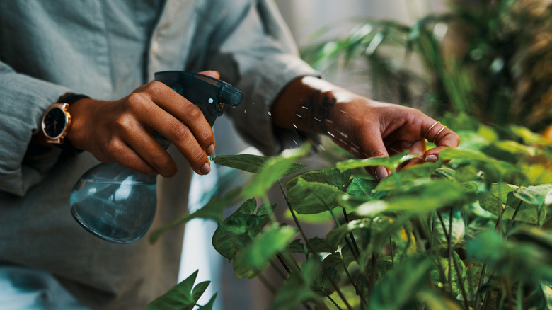 Woman spraying plant leaves