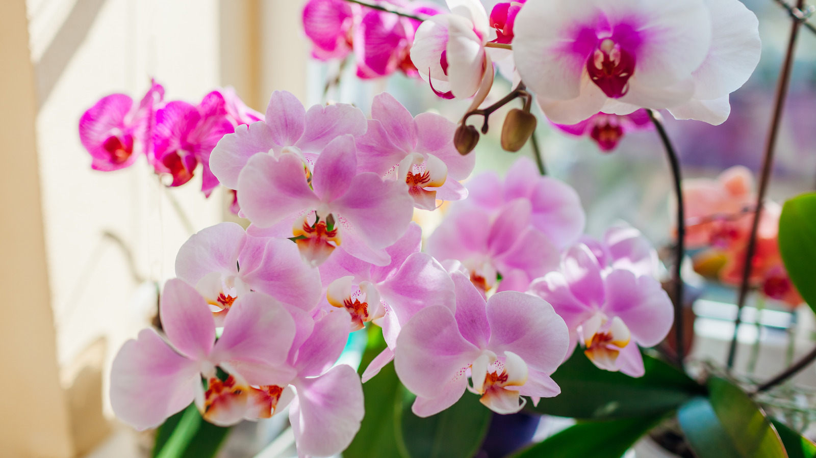 Tips For Making DIY Orchid Fertilizer