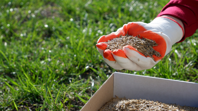 hand holding grass seeds