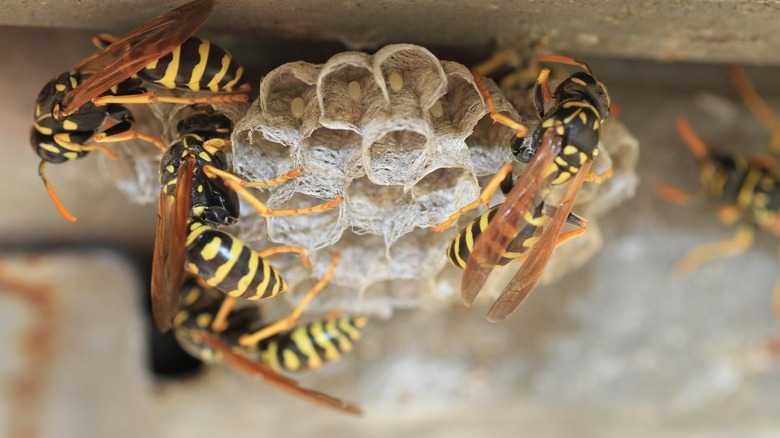 wasps building their nest 