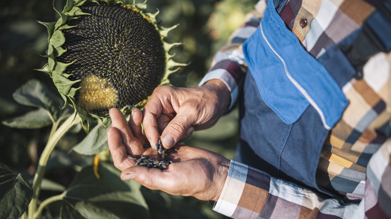 man harvesting sunflower seeds