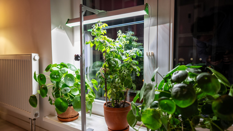 Indoor plants on windowsill under light strip