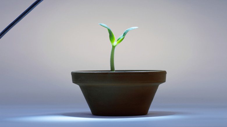 A bright grow light above a single green seedling