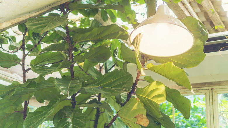 Light bulb hung over large fig tree in greenhouse