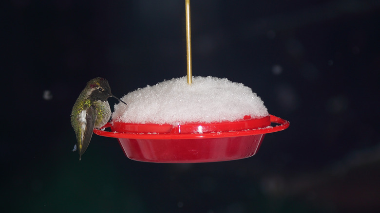 Frozen hummingbird feeder