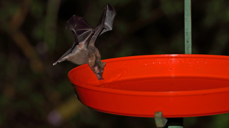 Bat drinking out of hummingbird feeder
