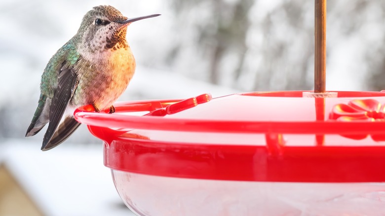 Hummingbird perched on saucer feeder