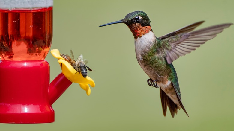 Hummingbird approaching feeder with bees