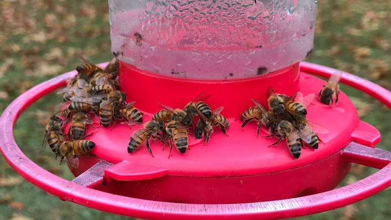 Several bees drinking nectar from hummingbird feeder