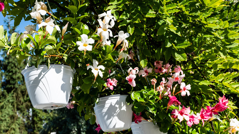 Jasmine flowers in pots bathing in the sunlight.