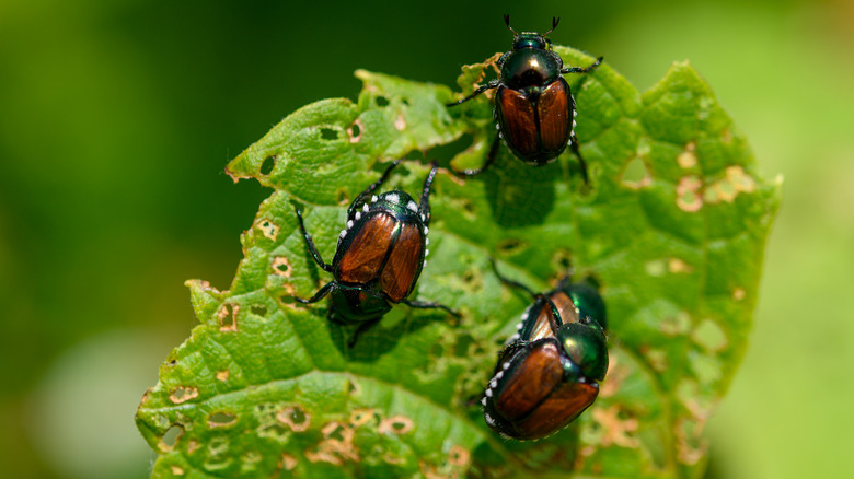 Japanese beetles destroying a plant