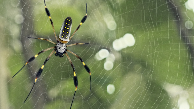 Spider on its web