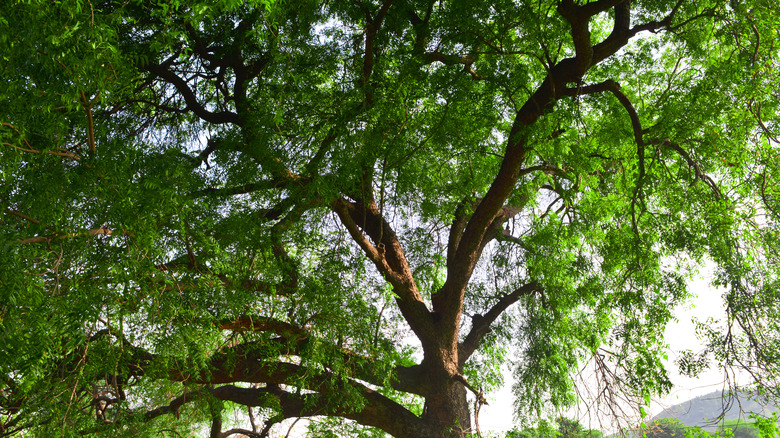 Mature neem tree