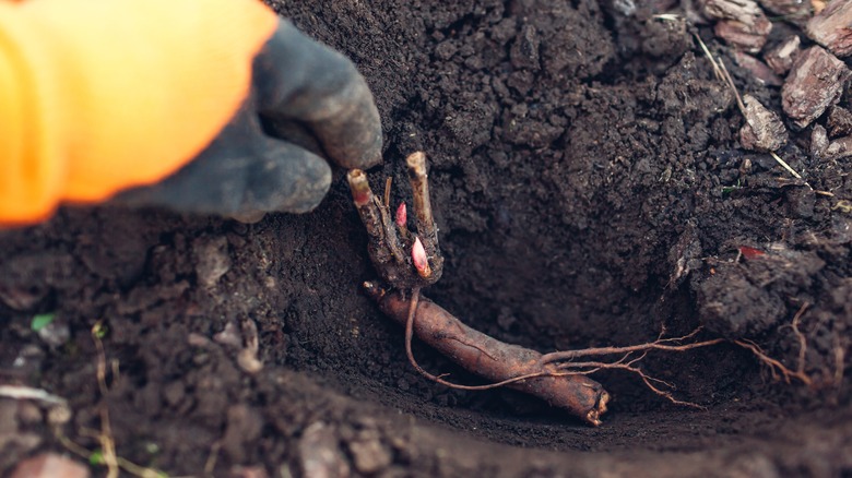 planting bare root peony