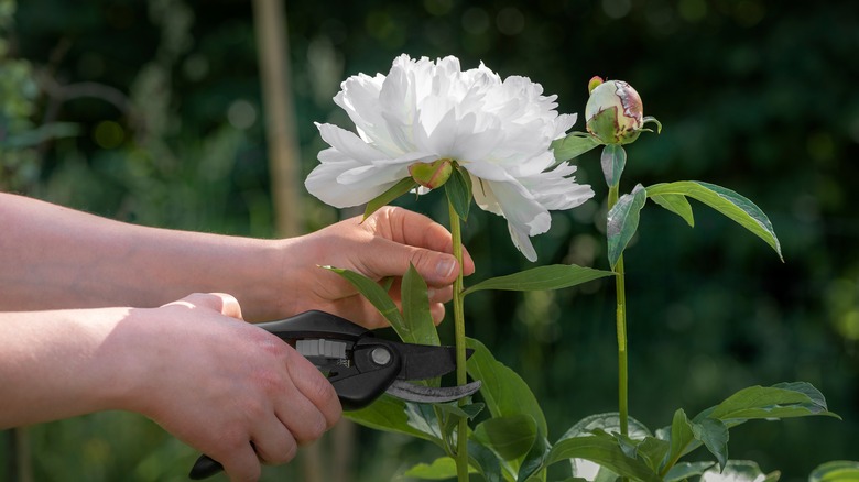 gardener cutting a peony flower