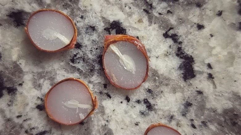 persimmon seeds with spoon shape