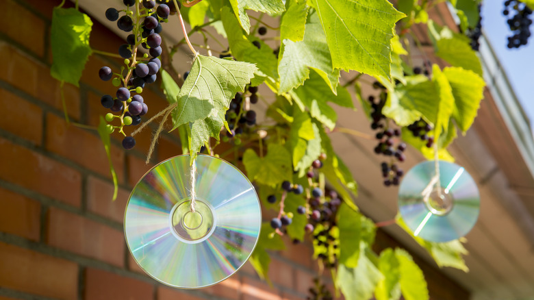 CDs hanging from grape vines