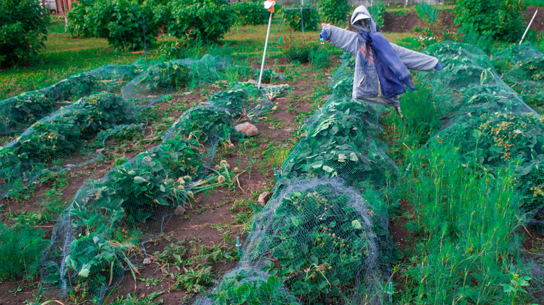 Scarecrow next to crops