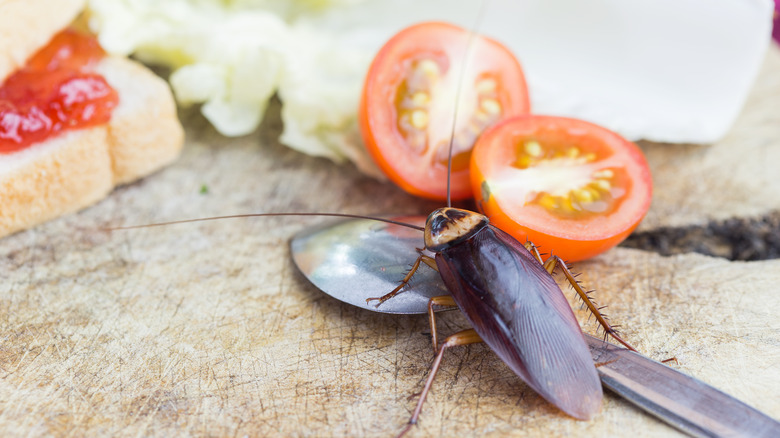 Cockroach near food