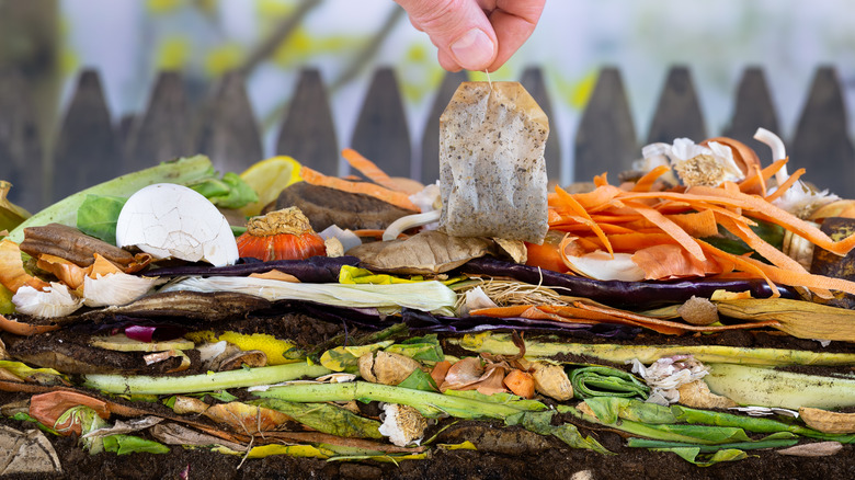 person adding teabag to compost