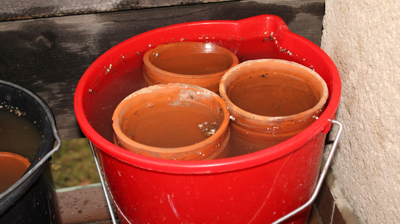 terra cotta pots soaking in water in a bucket