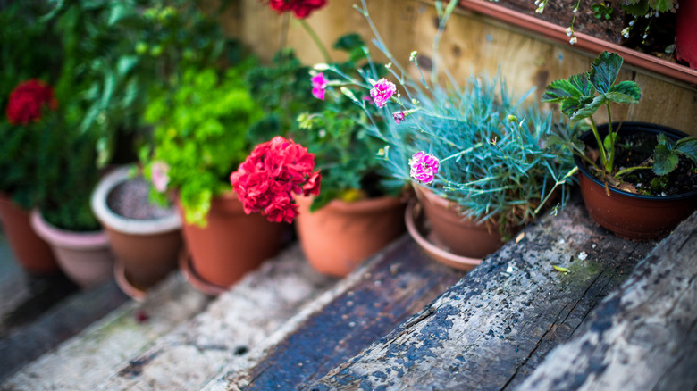 bright plants potted in terra cotta pots