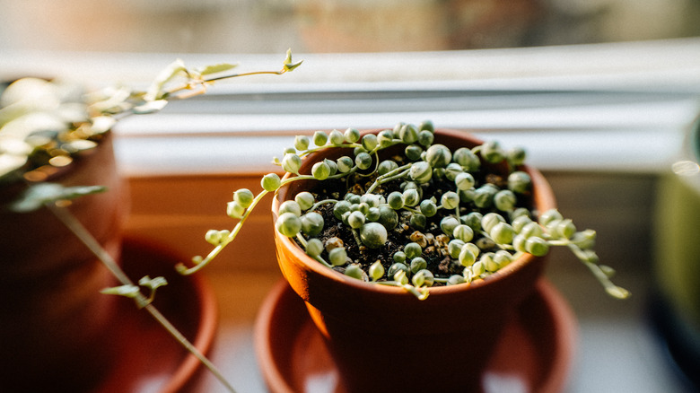 succulent plant in a terra cotta pot