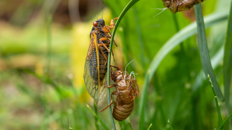 cicada and molting on plant