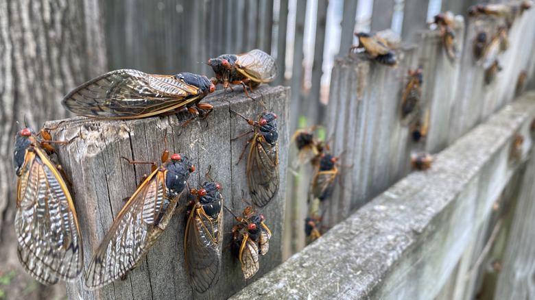 cicadas on fence