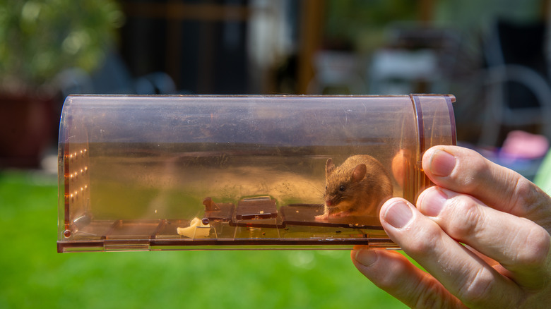 mouse caught in humane trap