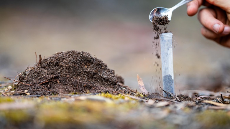 person testing soil