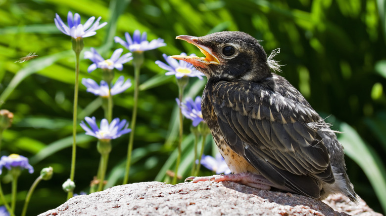 Baby robin in a garden 