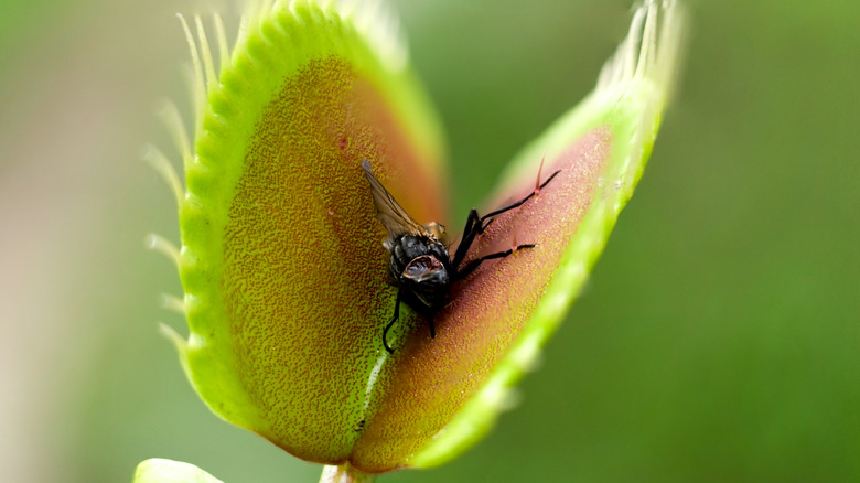 Fly in Venus flytrap