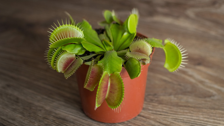 Venus flytrap plant