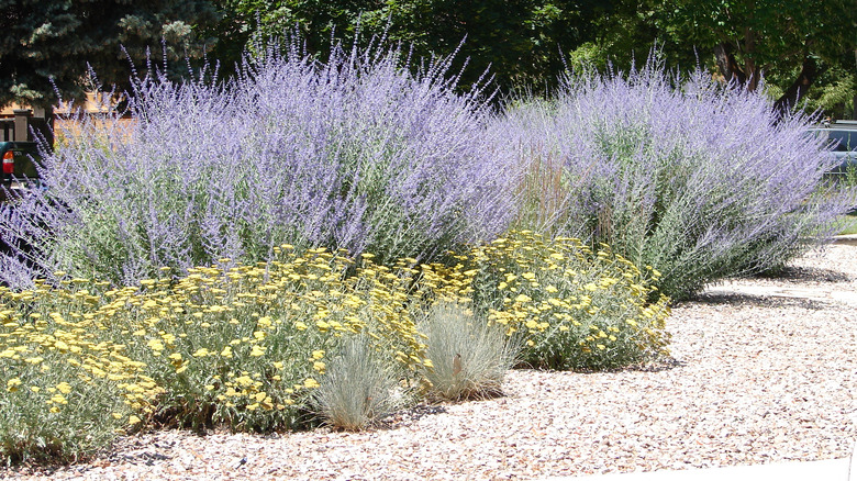 Xeriscaped yard with Russian sage and yarrow