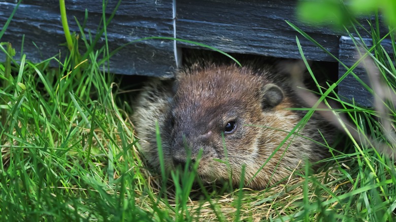 Do You Have A Gopher Or A Groundhog In Your Yard?