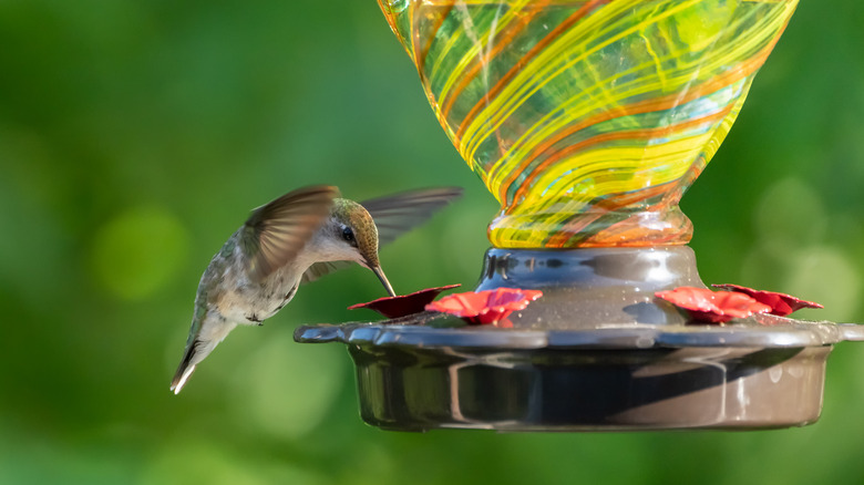 hummingbird at glass feeder