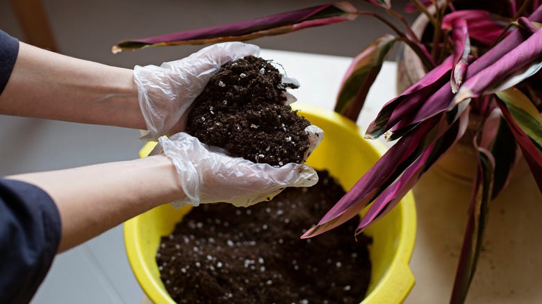 mixing soil for seeds