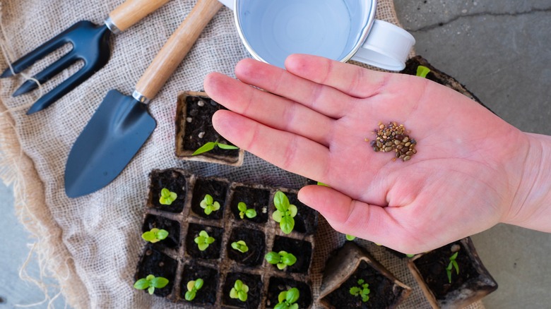 hand holding seeds for sowing