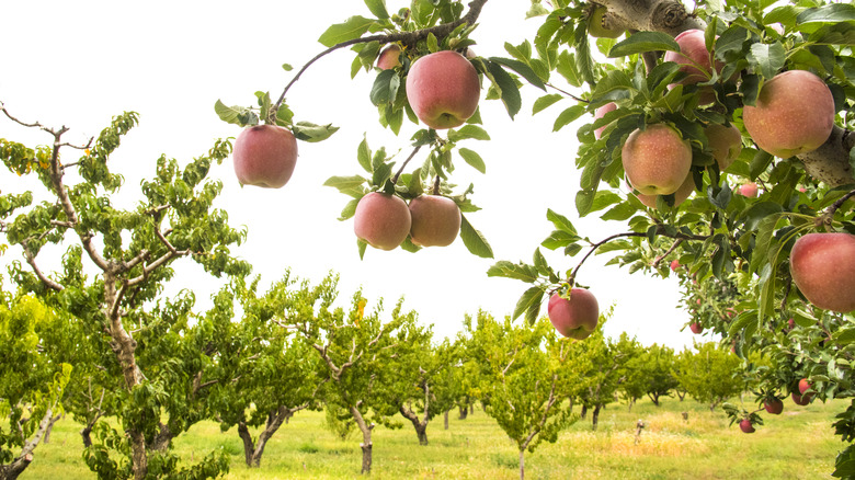 Apple trees grow in an orchard.